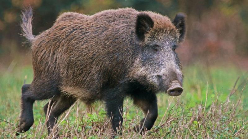 Meglepő találkozás egy vaddisznócsordával Zalában (videó)