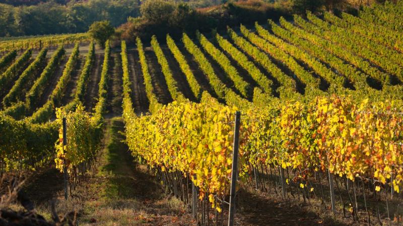 Kedden csodálatos, napfényes őszi időjárásra számíthatunk!