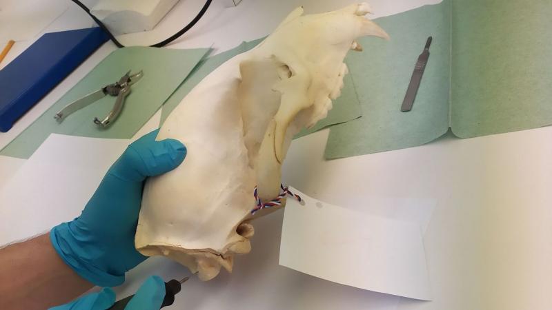 Rendkívüli felfedezés történt: egy illegális trófeagyűjtemény került napvilágra, amelyben medve- és tigrisfejek is fellelhetők.