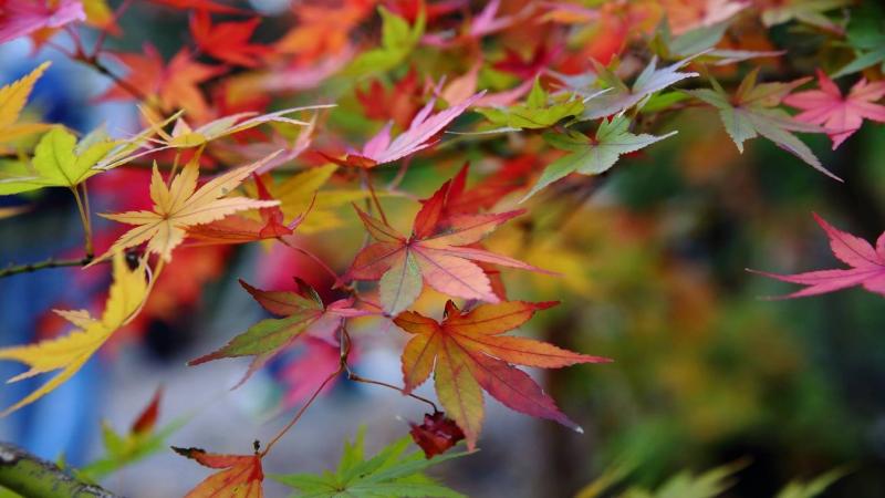 A hajnal fátyla ködbe burkolózik, de délután Hevesben váratlan fordulatok szelik át az eget.