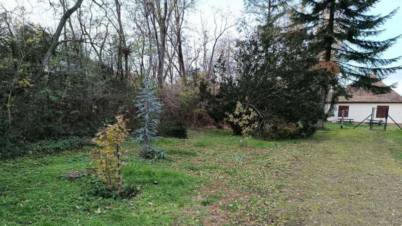 Fedezd fel a Dunaújvárosi Arborétum varázslatos világát, ahol a természet csodái találkoznak a városi élettel! Ez a lenyűgöző zöld oázis a város szívében rejtőzik, és egy különleges hely, ahol a látogatók élvezhetik a fák, virágok és növények sokszínűségé