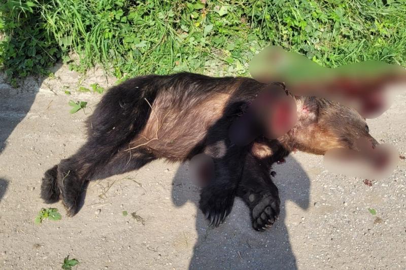 Fényes nappali világosságban bukkant fel a medve Homoródalmáson, és a helyi hatóságok kénytelenek voltak lépni: végül kilőtték a vadállatot. A Székelyhon hírei szerint a történtek sokkolták a lakosságot, hiszen ilyen esetek ritkán fordulnak elő a környéke