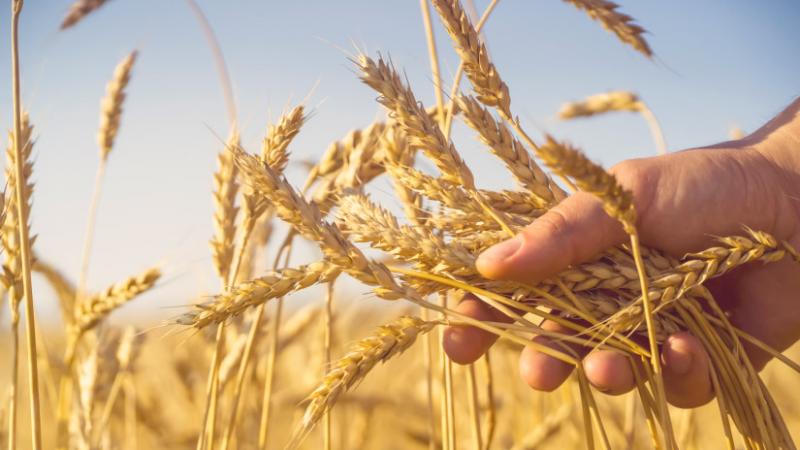 Különleges adatok érkeztek a mezőgazdasági piacról: ezúttal a búza és a kukorica aktuális árait vizsgáljuk meg hazai viszonylatban - Agrárszektor.