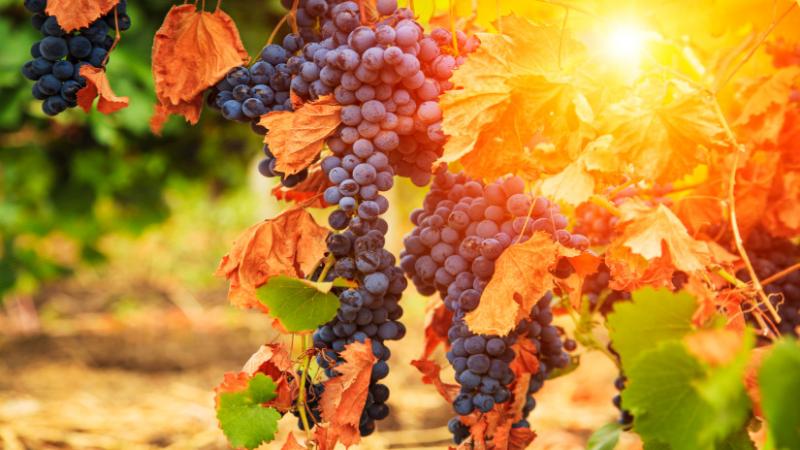 Friss hír: Két új borvidéken is megerősítették a súlyos kórokozó jelenlétét - Agro Napló