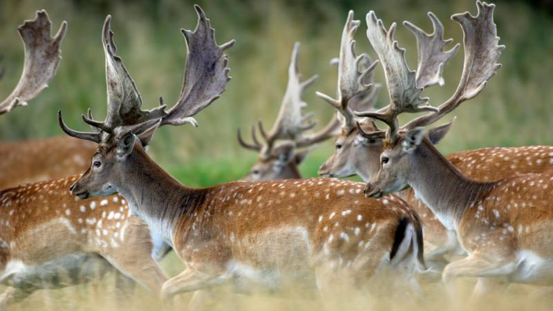 Valami egészen különös dolog zajlik a magyar erdők sűrűjében: a bőgés varázsát követően megérkezett a szerelmesek barcogása. - Pénzcentrum