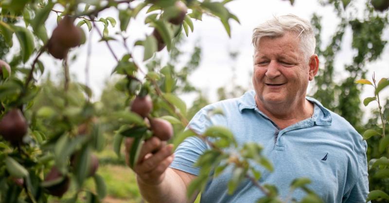 A magyar gyümölcstermelés jövője: a minőség, a helyi feldolgozás és a digitalizáció új dimenziói

A magyar gyümölcságazat előtt izgalmas kihívások és lehetőségek állnak. A jövő kulcsszavai a minőség, a helyi feldolgozás és a digitalizáció, amelyek együtt 